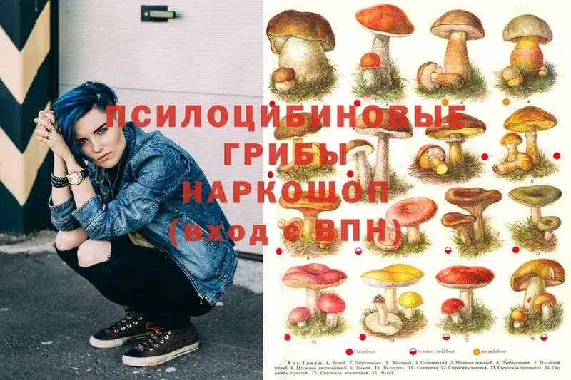 закладки  Орёл  Галлюциногенные грибы Psilocybine cubensis 